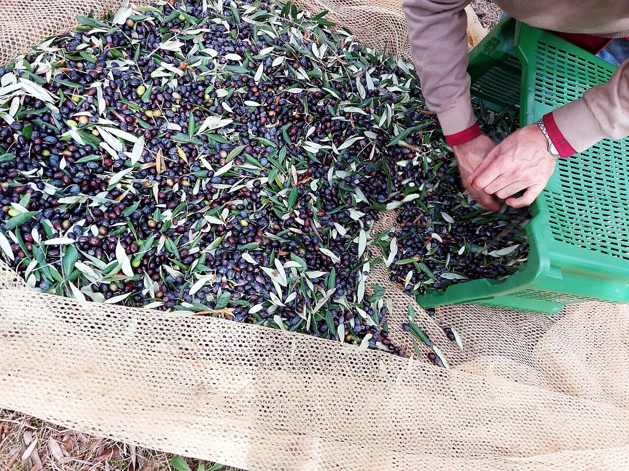 Freshly harvested olives collected in a crate