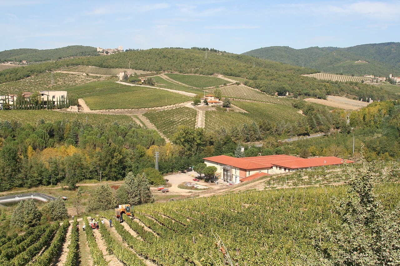 Ein Weinberg im Chianti während der Lese